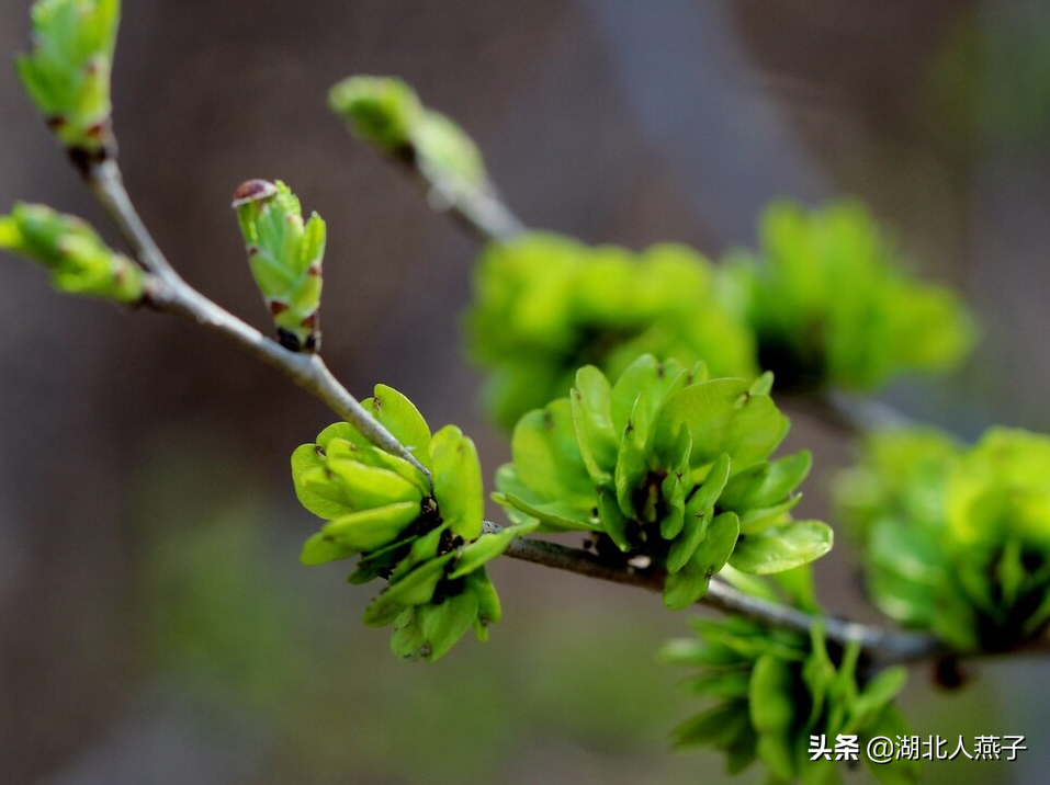 夏季摘野菜，送你61种野菜大图鉴，让你轻松认识各种野菜和吃法