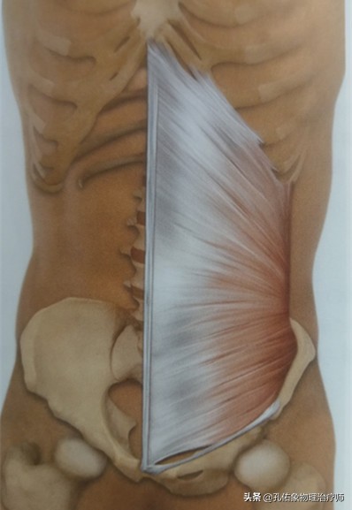 腹股沟韧带和髂嵴,另一端长在第9-12肋骨的内面,耻骨内侧,腹白线