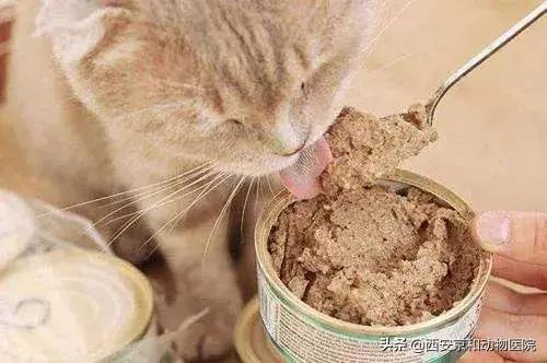 猫咪到底该不该绝育？