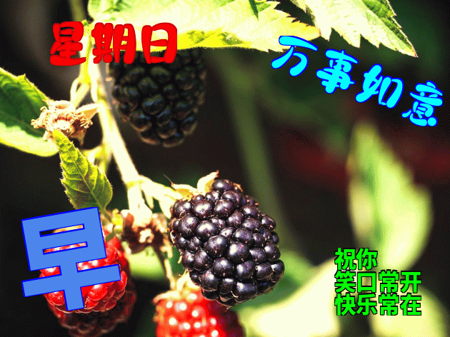 周末早上好早上好问候语大全 早上好表情包 天天好运道，日日福星照图片