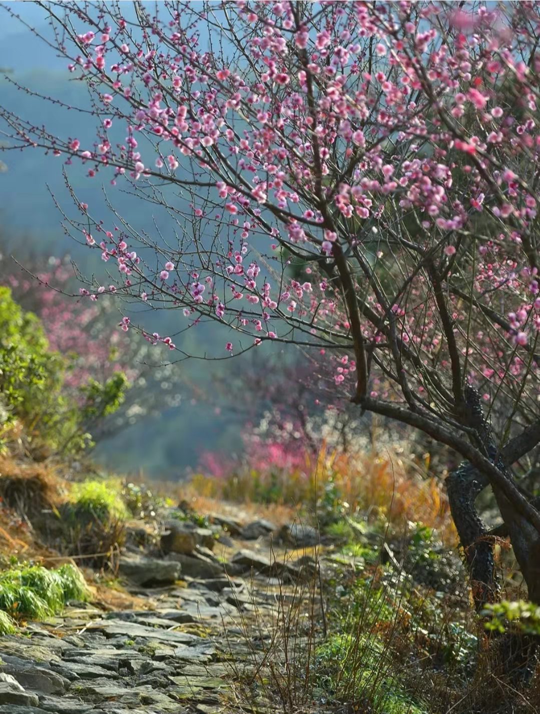 宁波五个最佳赏梅地，趁着春日渐近梅花正浓，莫负好时光