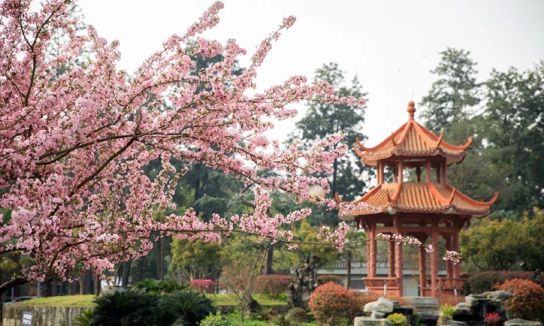 创“全球首个”，培养70位院士，走出开国元勋！四川大学又一“高超技艺”曝光！