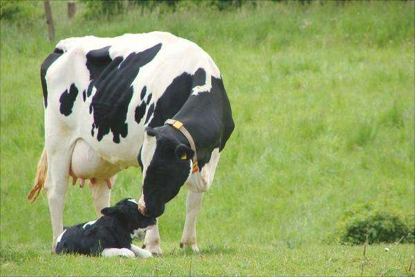奶牛为什么可以不停产奶？奶牛真的是靠打激素来产奶的吗？