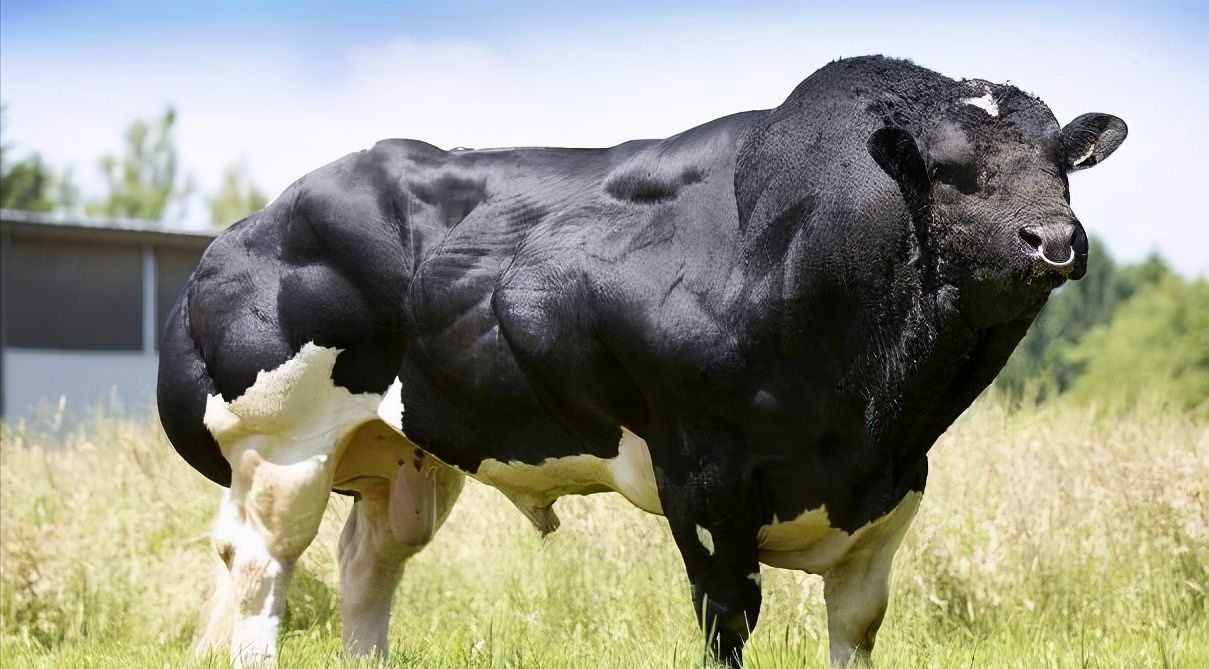 著名肉牛一天能长三斤肉,肌肉发达肉质细腻,为何我国不引入呢?