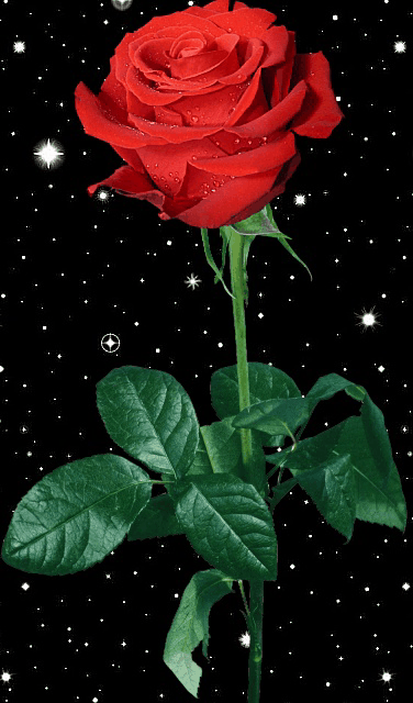 玫瑰动漫动态图图片