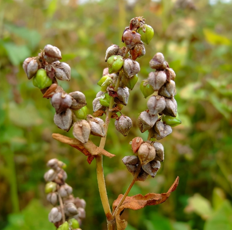 被遗忘的粮食作物苦荞麦:曾贵为"五谷之王",如今却很少人认识