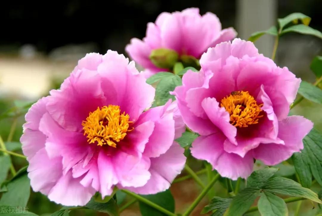 2022高考押题Ⅰ“梦想&行动”主题满分范文《以梦为马,行远自迩》