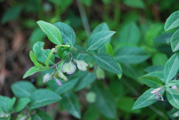 二,瓜子金的主要用途瓜子金的根和全草药用,《中国药典》2015年版一部