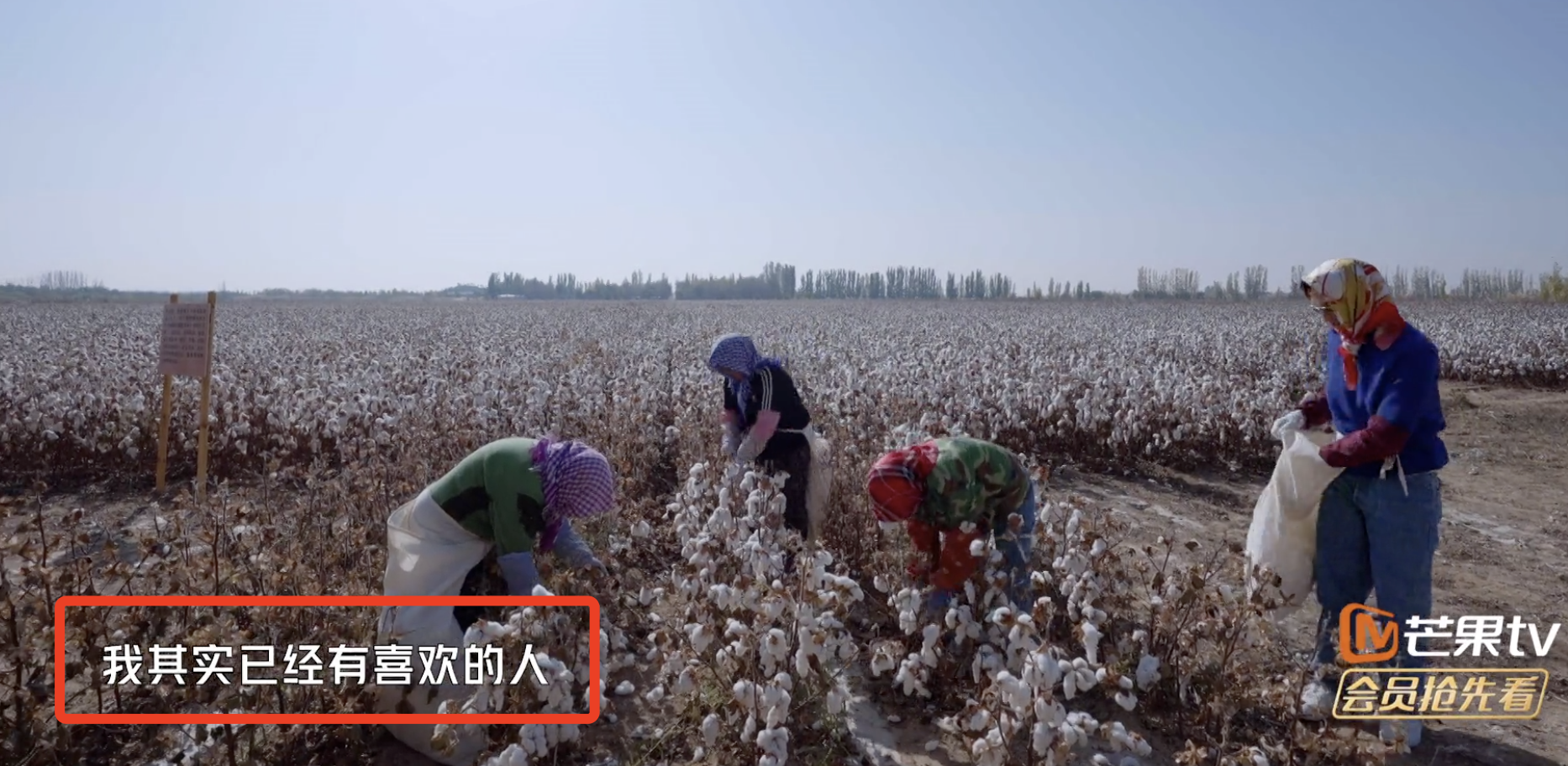 张智霖戴头巾摘棉花被阿姨误认为20多岁，袁咏仪调侃他是狼外婆