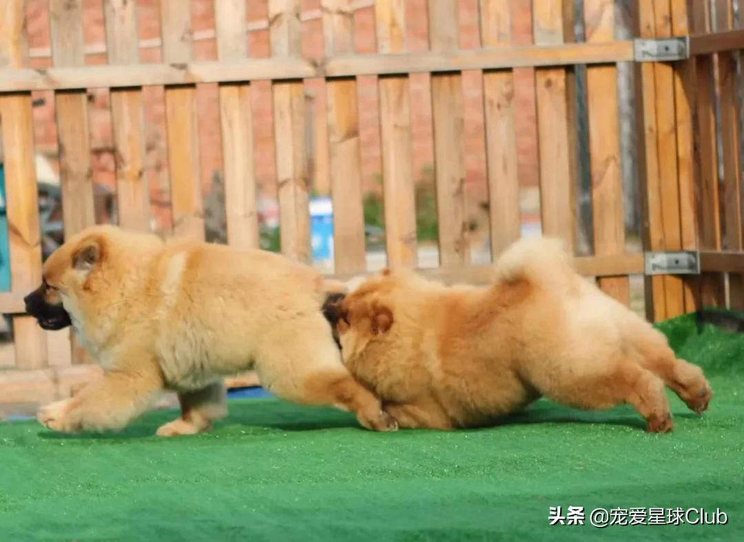 百科 | 松狮犬,长相酷似大号玩具熊的皇家猎犬