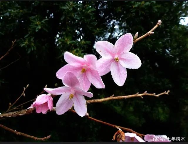 实用分享丨30款大型开花树种介绍，白似雪、黄似阳、红似霞，美翻