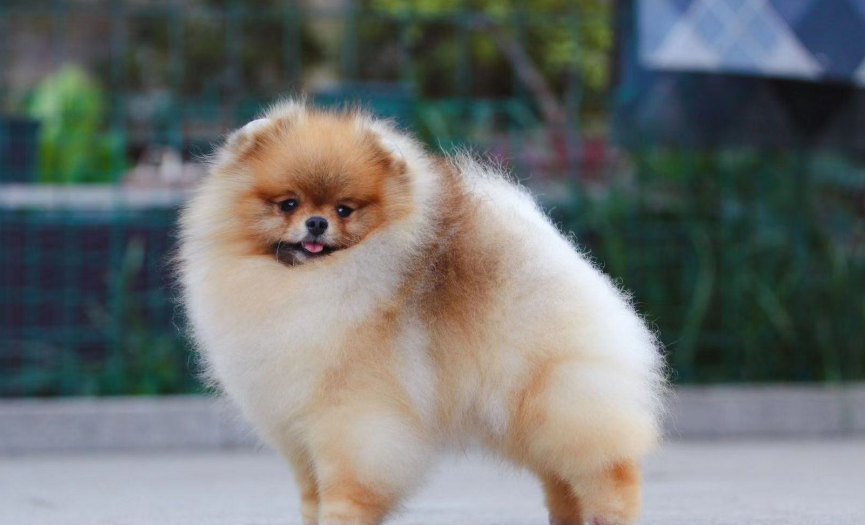 哈多利系博美犬图片(为什么越来越多人养"博美"?