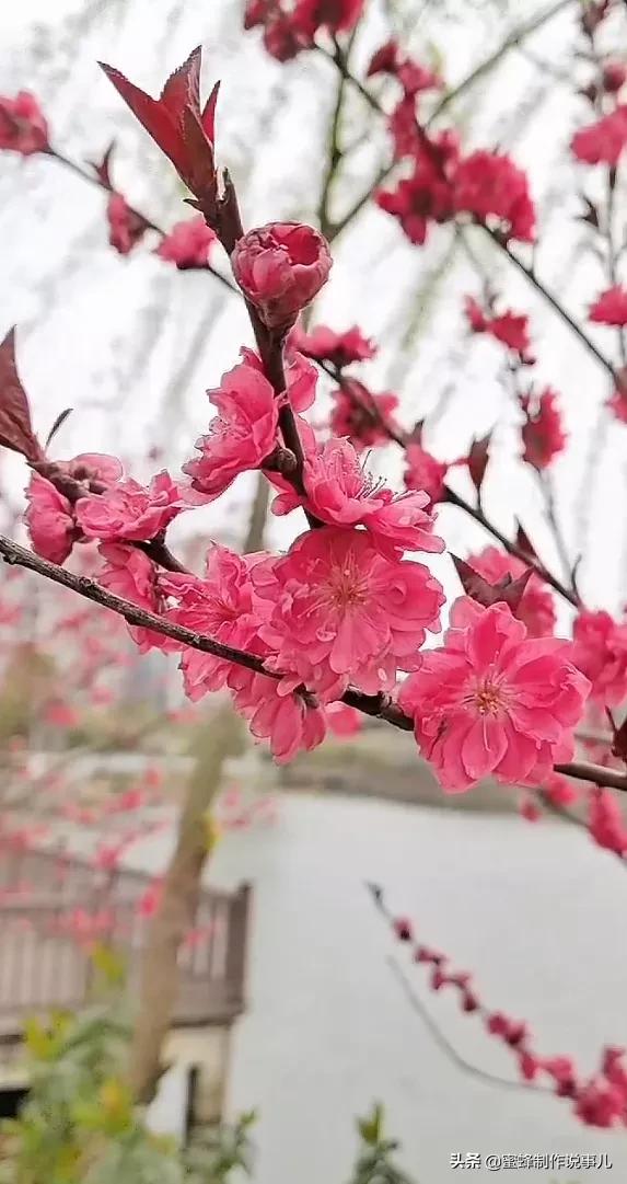 以赏花的心情看人生，花开花落，云卷云舒