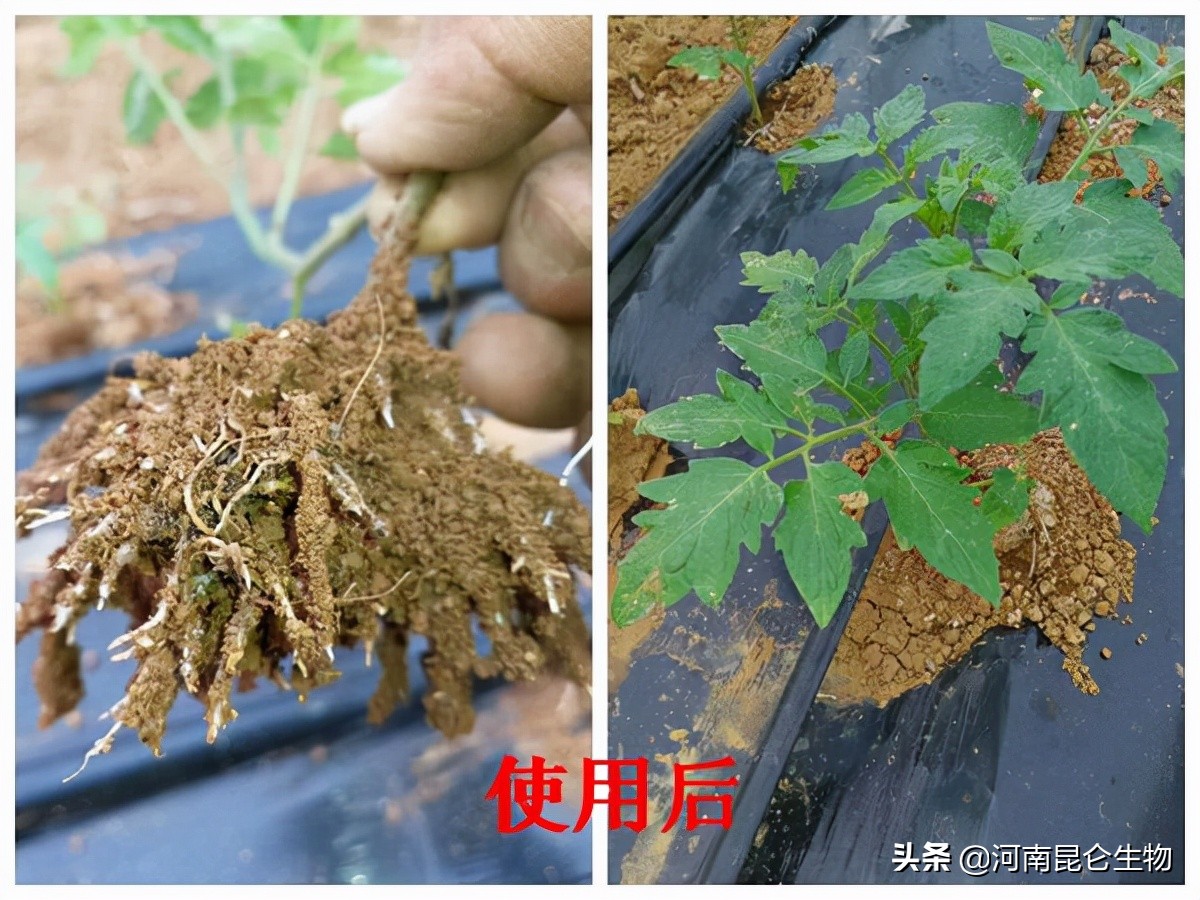 黄腐酸钾与腐殖酸钾在腐植酸复合肥中的效果对比分析