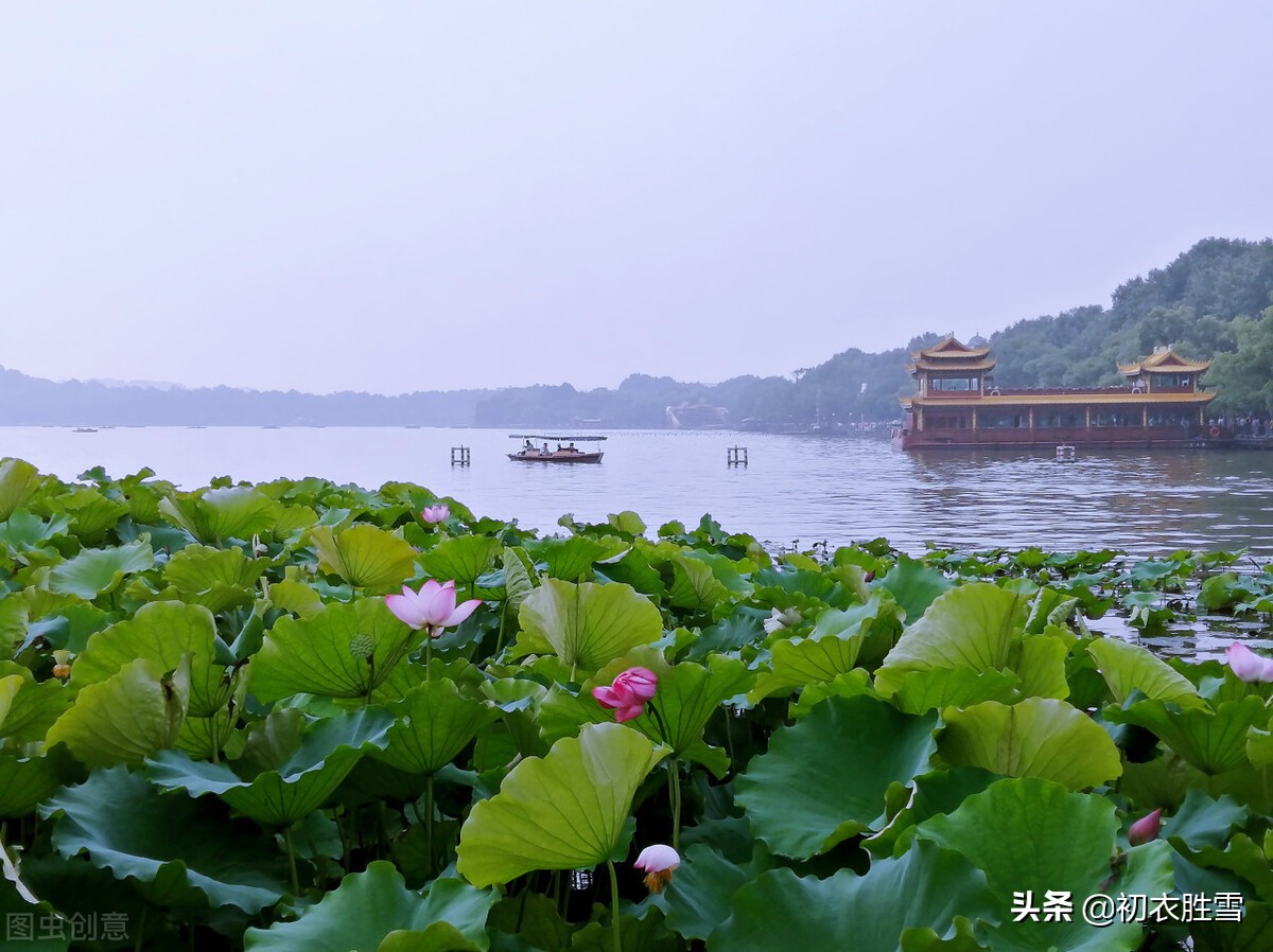 仲夏清新早荷美诗五首：一花一叶自相连，待得花开叶已圆