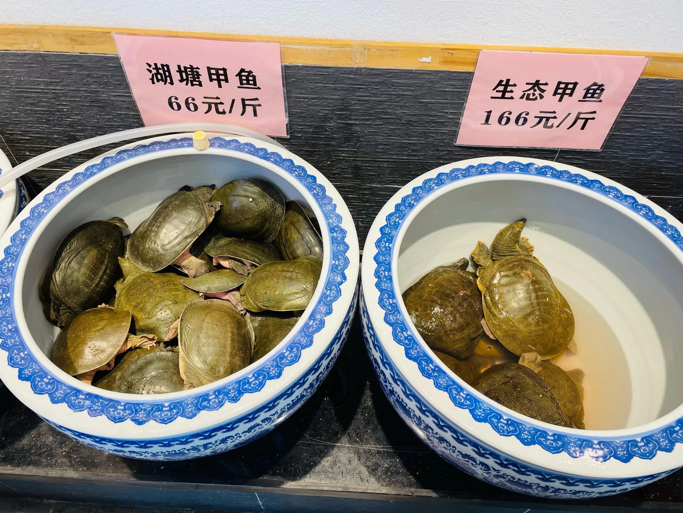 济南美女卖红烧甲鱼，一天200只号称泉城第一66元一斤却说不赚钱