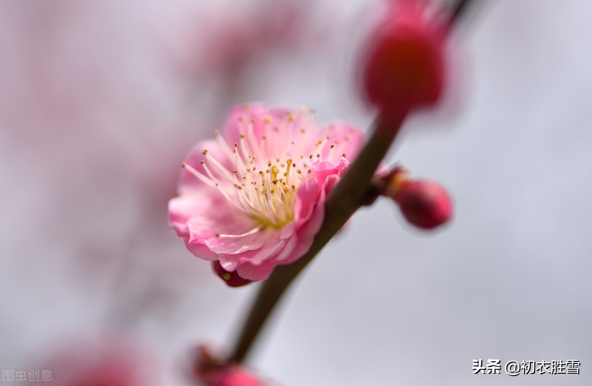 詩經五首梅花詩,溯源梅花歷史,曾經繁茂周朝的黃河流域