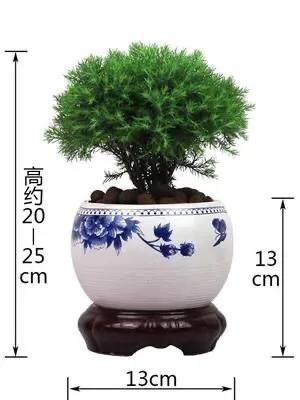 蓬莱松盆景图片（多年生常绿灌木状草木植物）