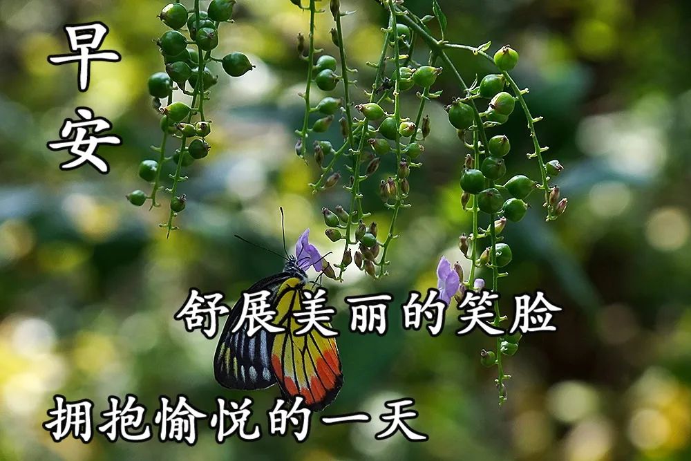 漂亮好看的早上好问候语 舒展美丽的微笑，拥抱愉悦的一天图片