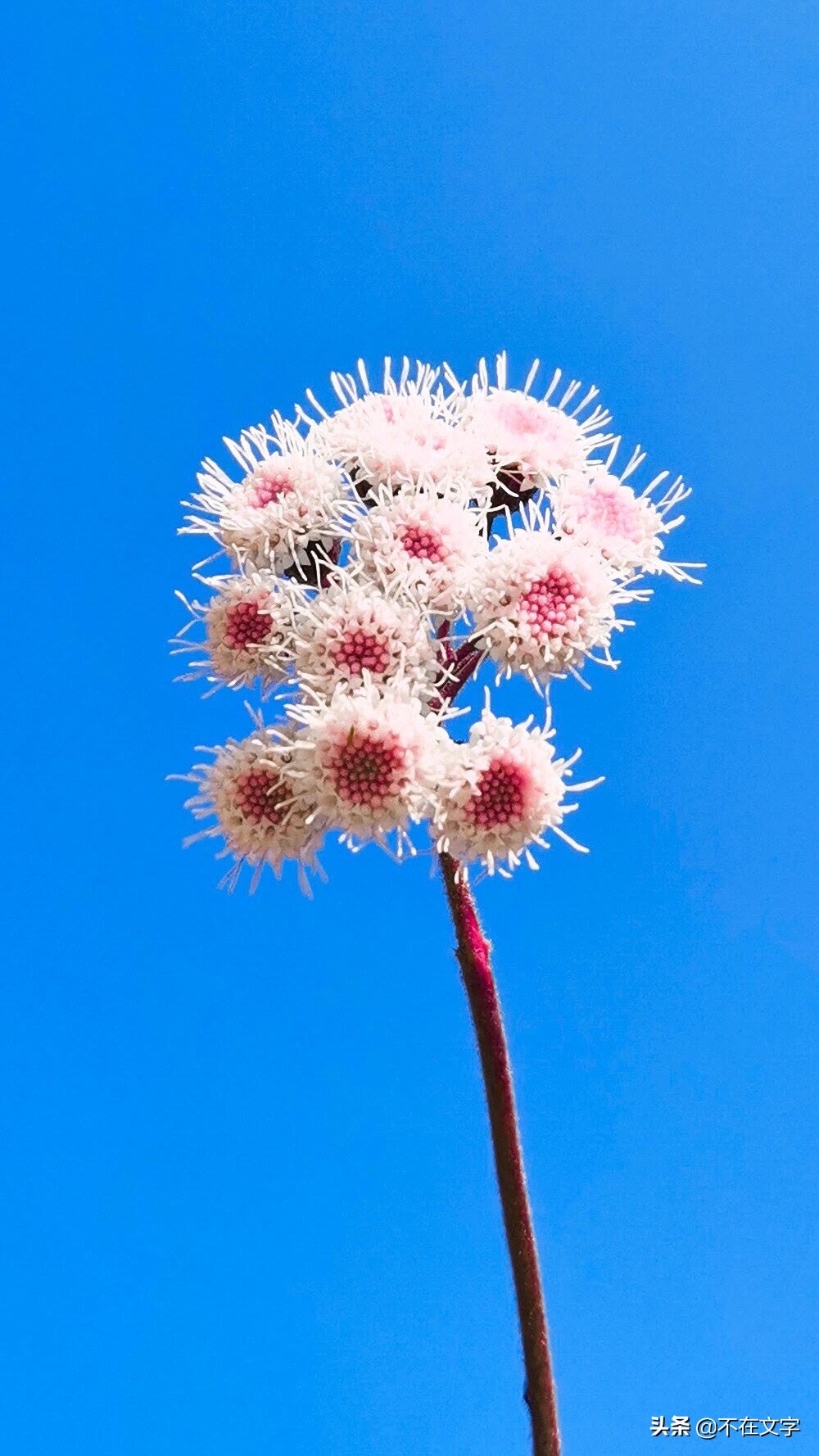 日常治愈系说说，热爱生活，让你一天满满的正能量