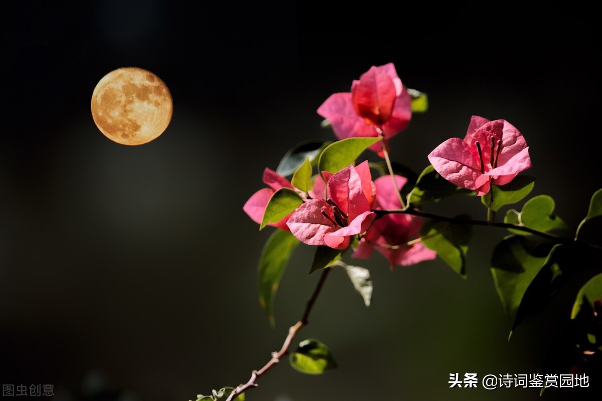 李清照4首写给丈夫的词,清丽脱俗,又缱绻情深,值得一读