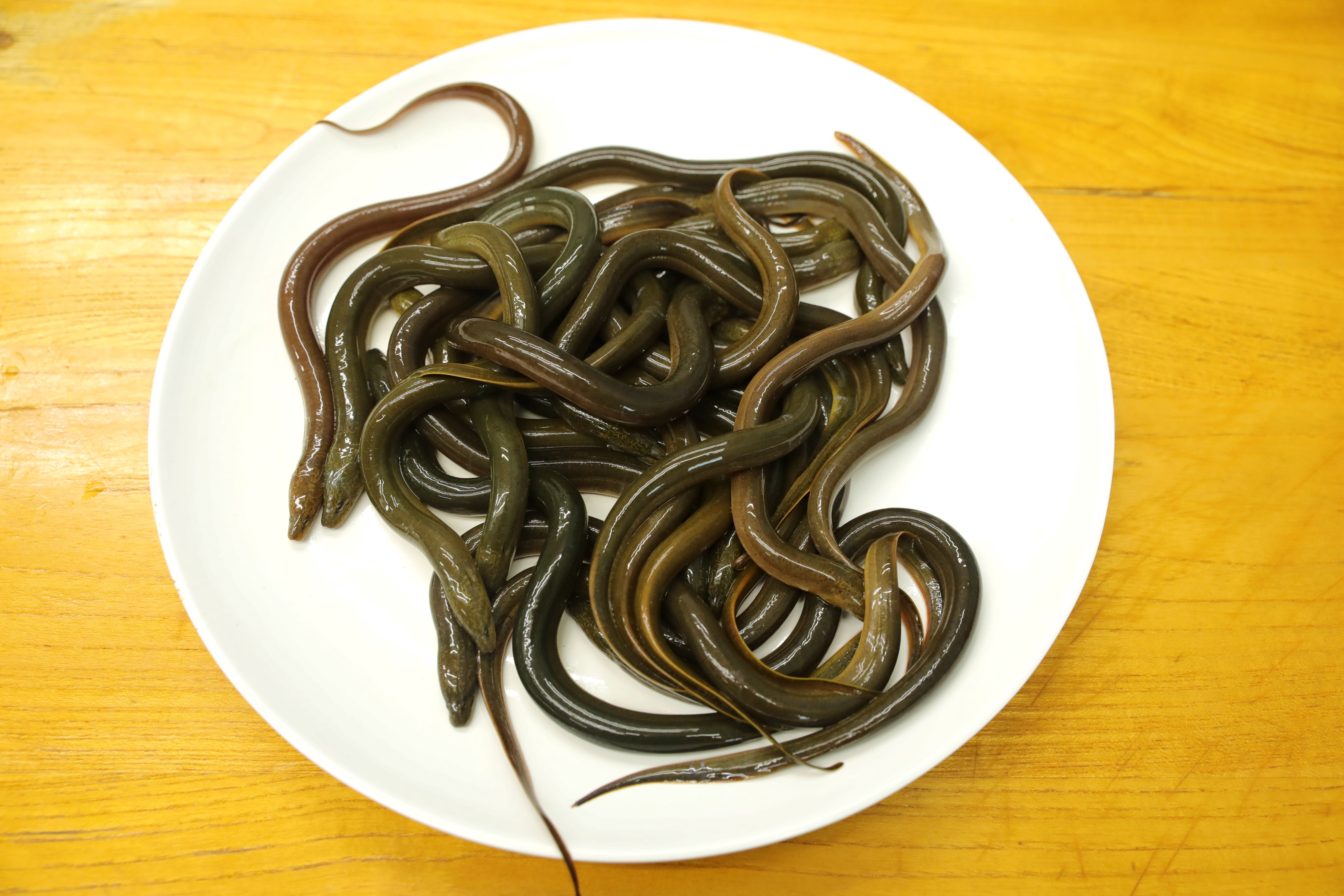 【手撕蟠龙鳝】1.