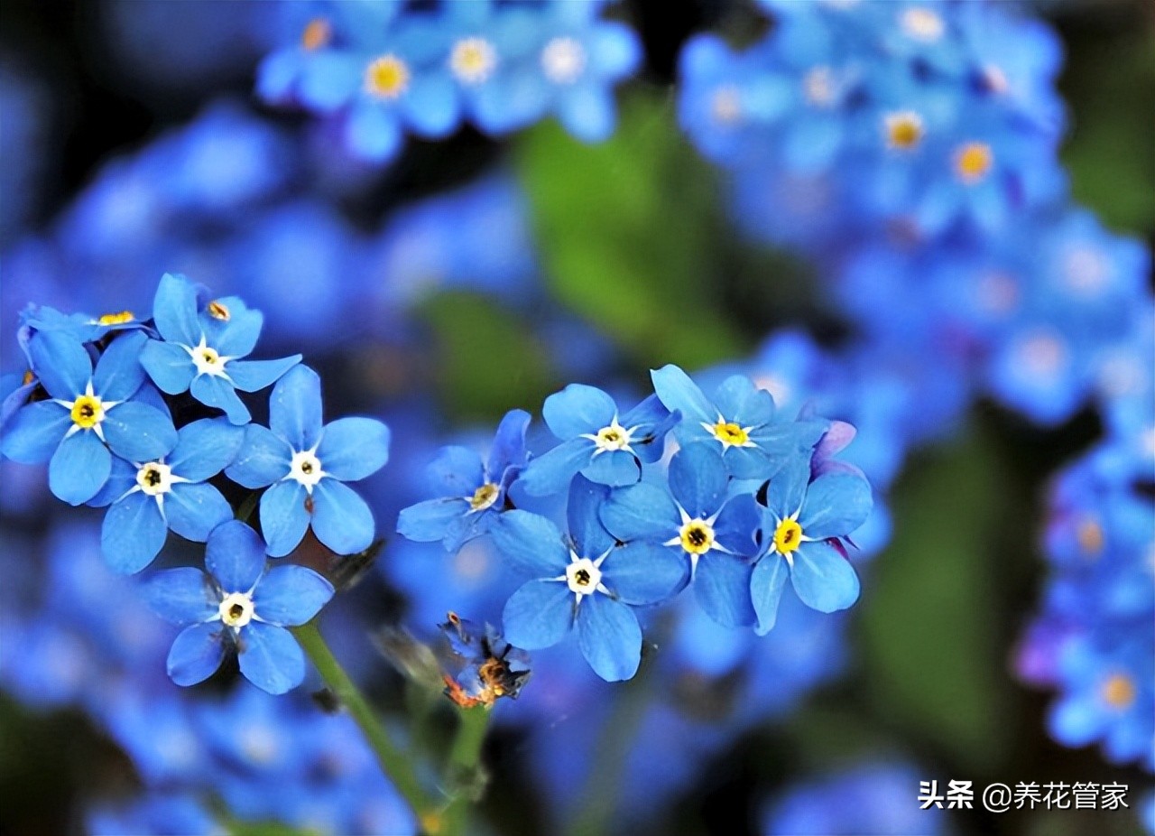 最美的五款蓝色系花园 总有一款 凉 到你 天天看点