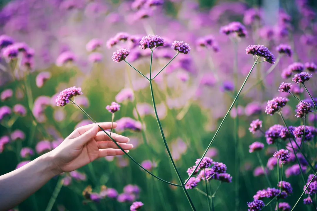 拍照技巧：馬鞭花人像這樣拍真的美，你不會(huì)還不知道吧？