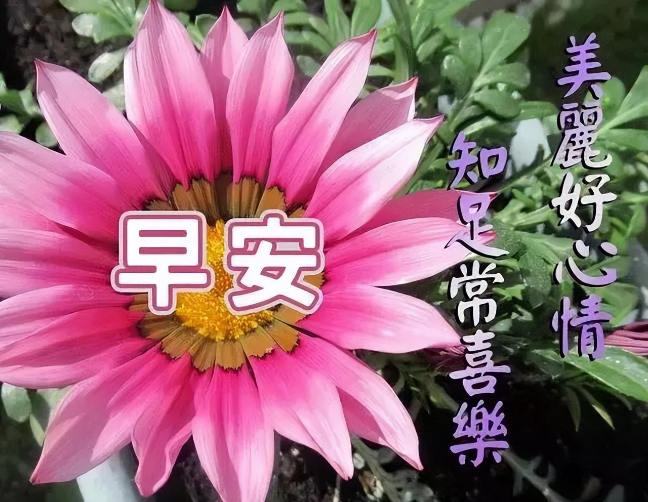 新的五月早上好鲜花图片合集 祝你天天好心情、事事都顺意图片