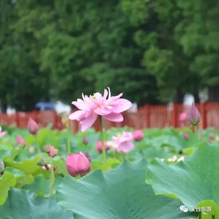 “荷”你有约，纵情夏夜！夜光荷花观赏季即将盛大启幕！