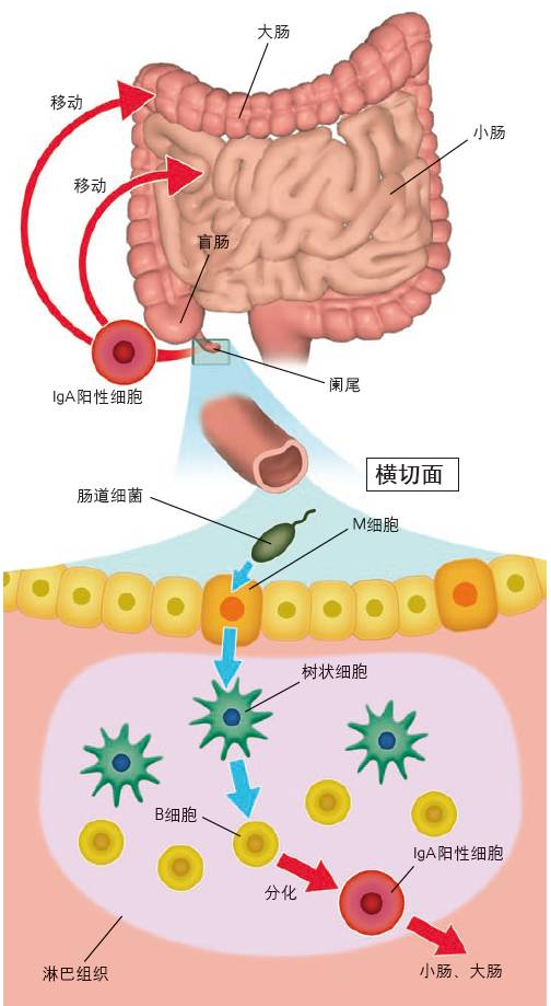 阑尾毫无用处？要提前切除？误会大了！