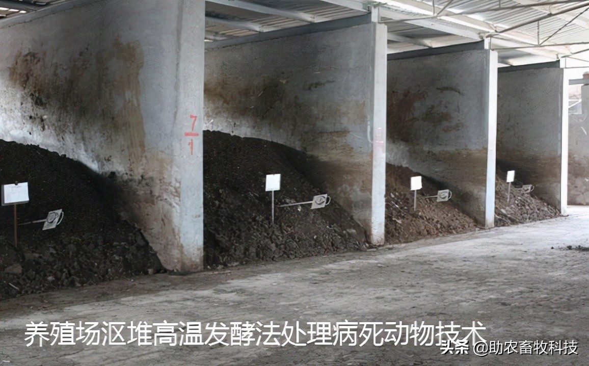 养殖场只能自己处理病死动物的3个无害化简单方法