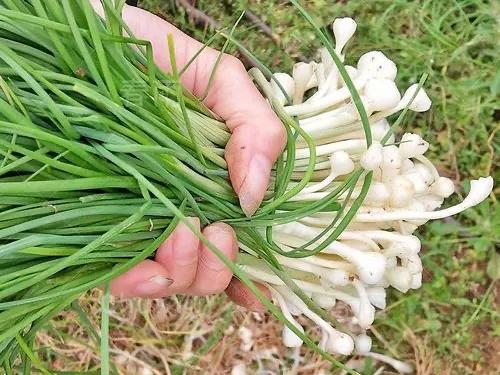 野大蒜图片(野蒜有一定药用价值) - 赤虎壹号