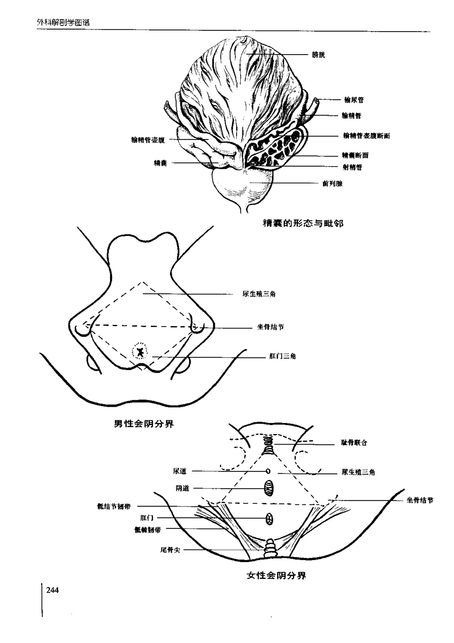 人体内脏位置图(图示集‖外科解剖学图谱(8-5)盆部)