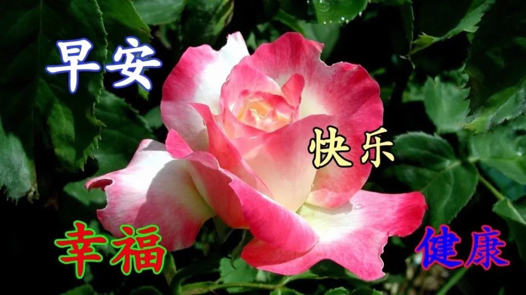 周三早上好问候语经典早上好祝福 早安幸福、快乐无边图片