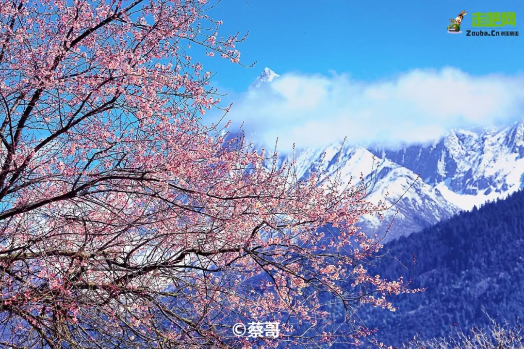 快开啦！这些地方的春景正在悄悄席卷全国，大气又美丽，别错过