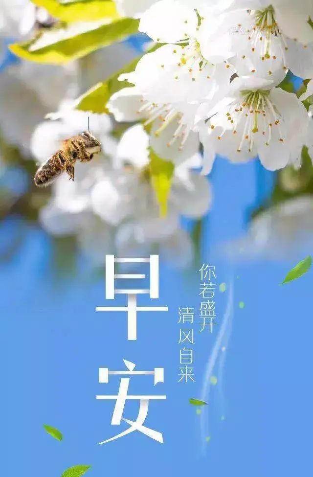 清晨暖人心的祝福语句子 你若盛开、清风自来图片