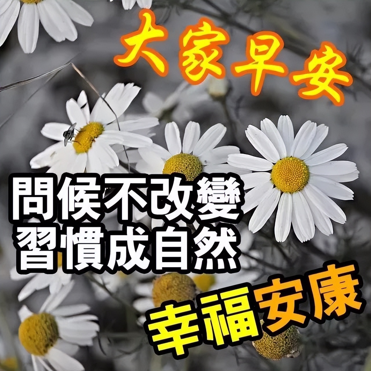 今日清晨早上好问候动态表情包图片 笑看昨日，珍爱今日，期待明日图片