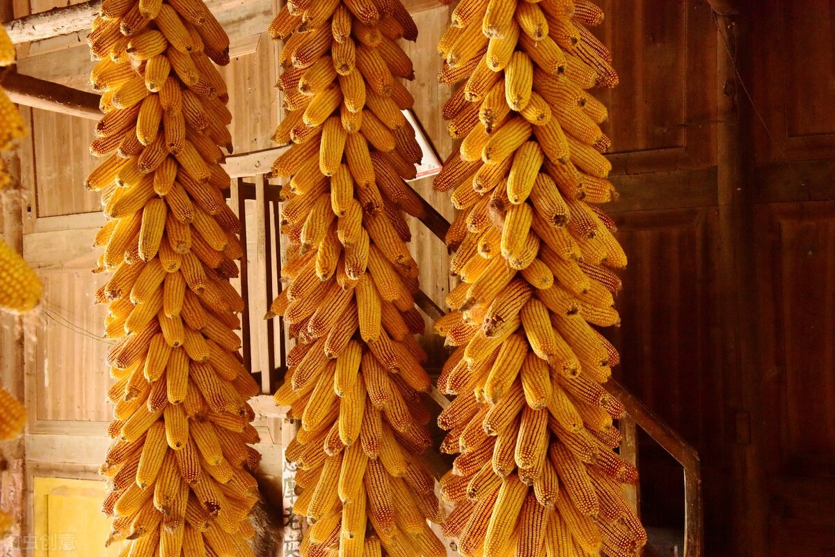 1月19日国内各地玉米价格发布