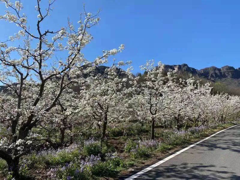 【镇罗营镇】万亩梨花邀您共赏