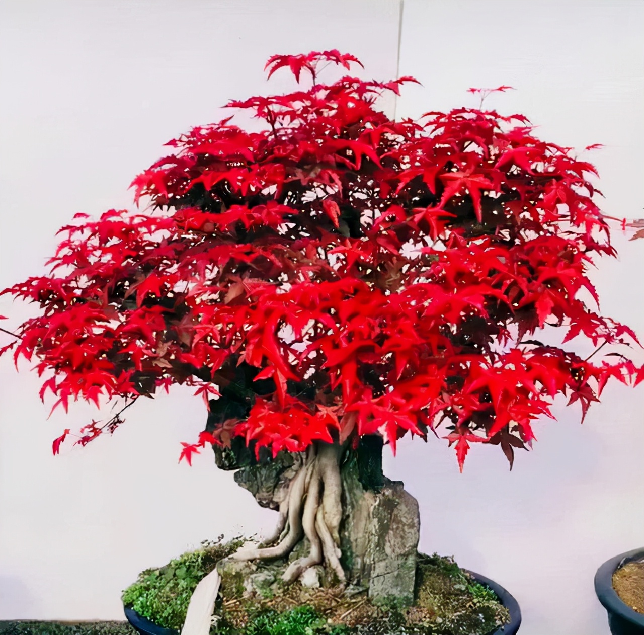 银杏盆景图片大全欣赏(图文赏析常见的银杏盆景大全)