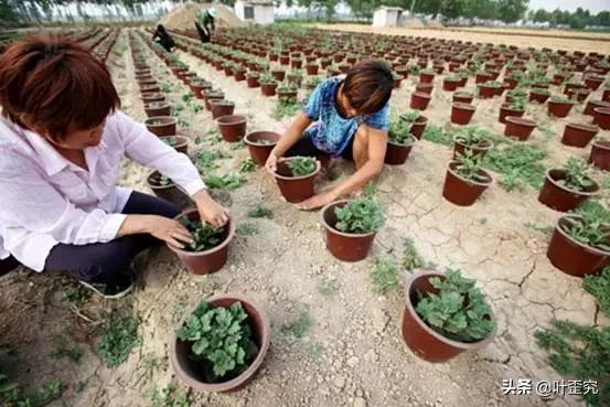 中国十大名花,您都知道吗?