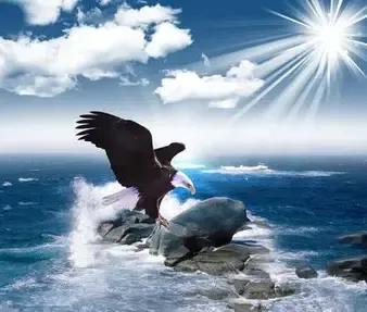 关于鹰的励志说说配图「文案」 _qq说说网