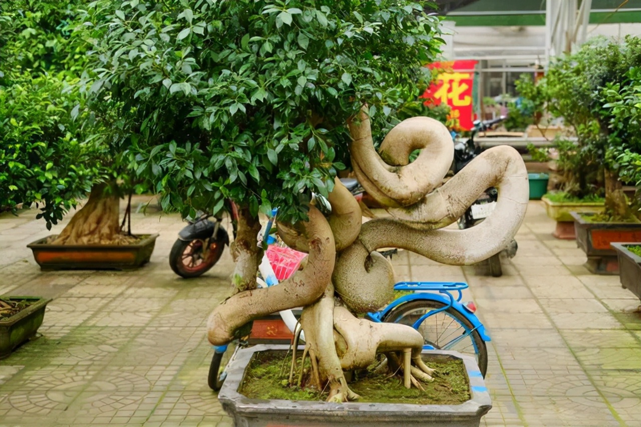 20種常見花卉綠植的習性分享，在家居環(huán)境中，也能把它們養(yǎng)出彩