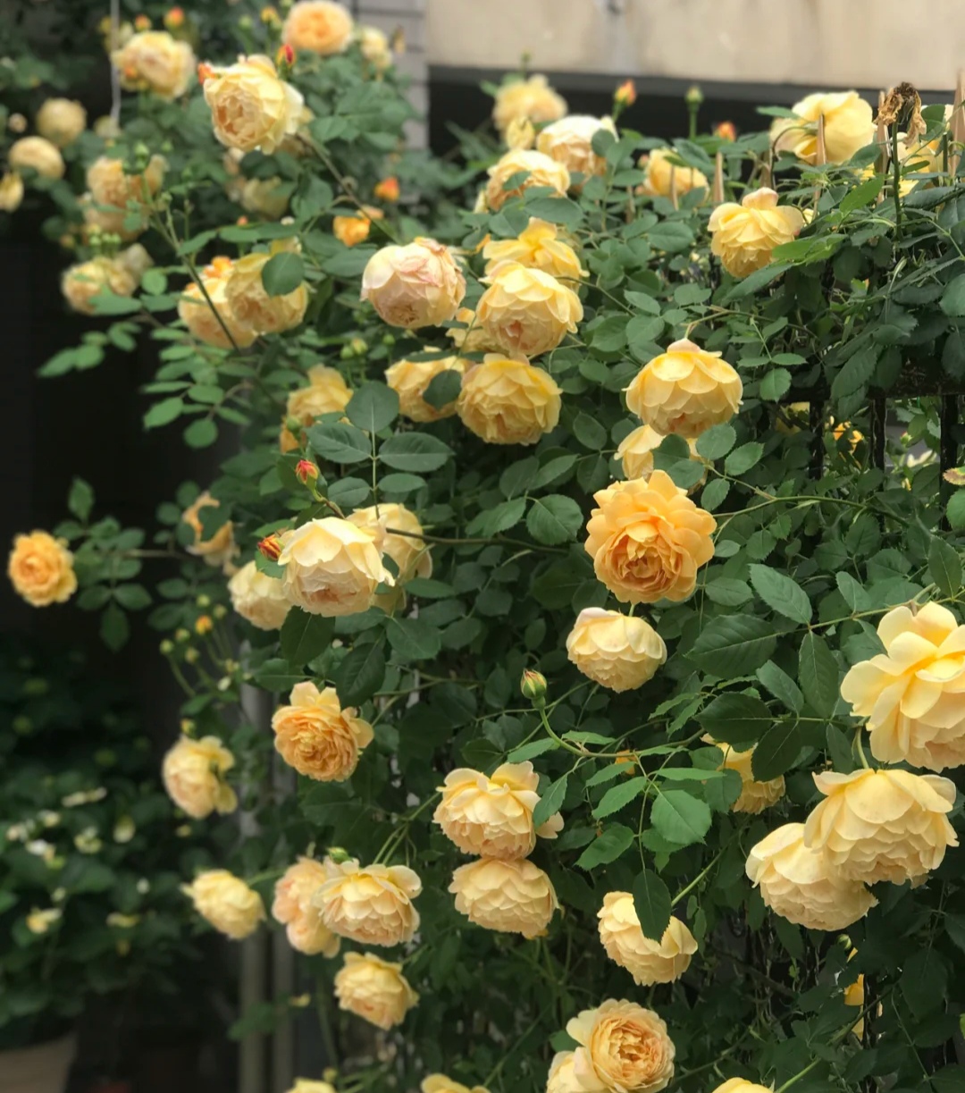 夏洛特夫人月季优缺点（盘点20种大藤本月季的优缺点）