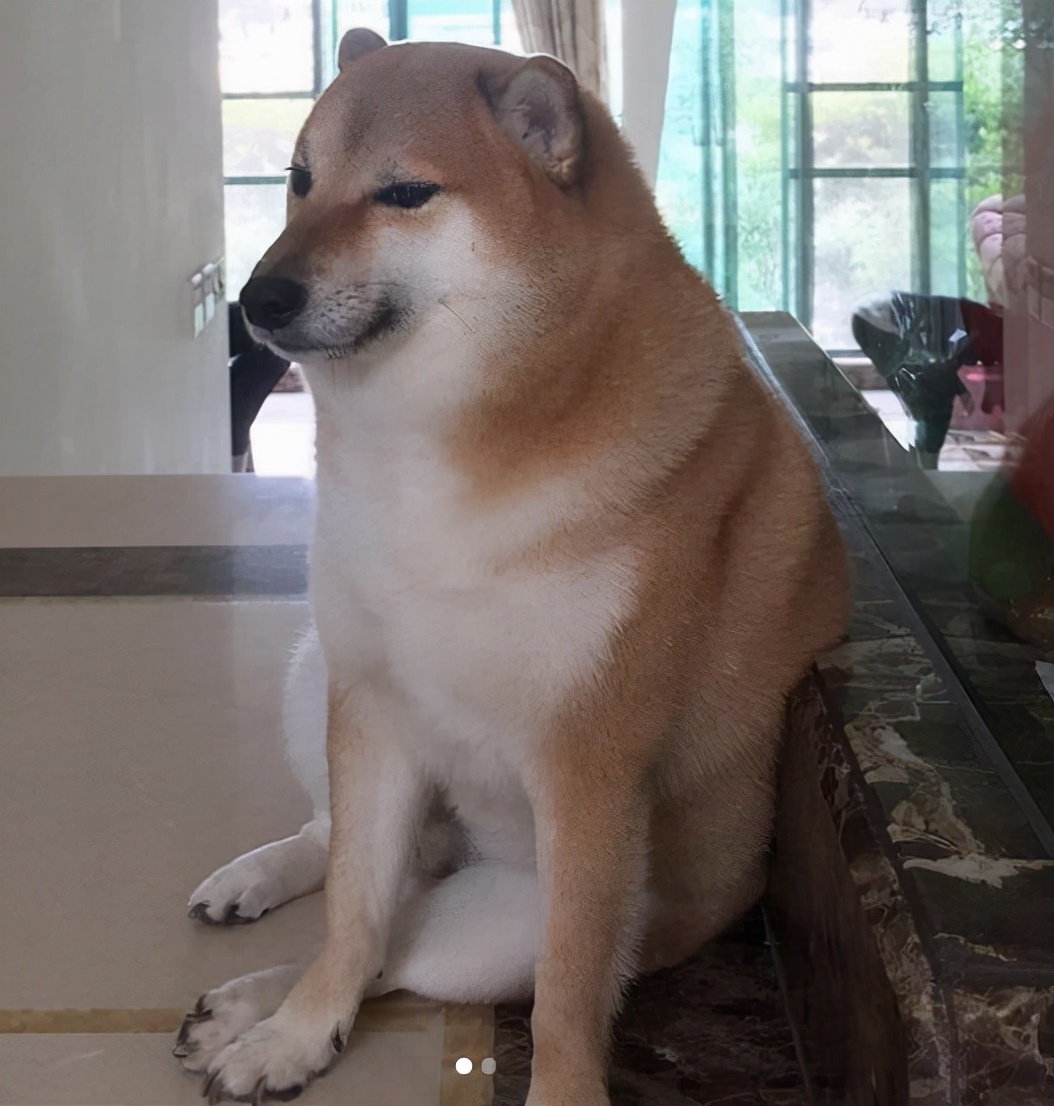 相比于doge,没成为色色武士之前的cheems,只能算是表情包届不为人知的