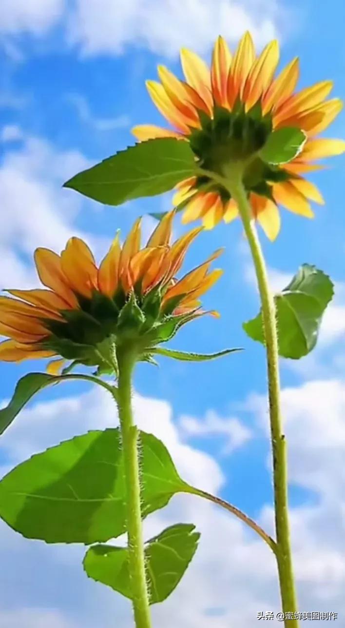 鲜花，因盛开而芬芳；风景，因走过而醉人