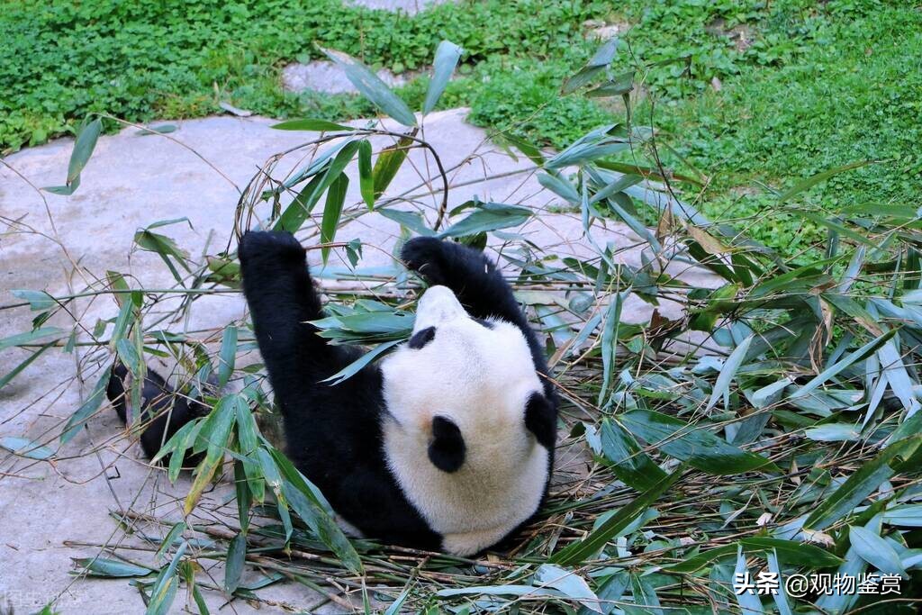 大熊猫是猫吗为什么（熊猫是猫吗，它能活多少岁，它为什么是国宝？外国有吗？）