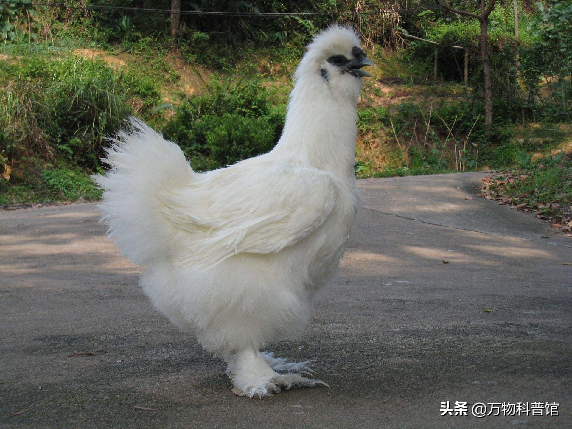 中国最贵的鸡图片