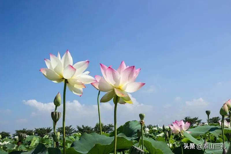 荷花香烟(马踏湖上荷花香)